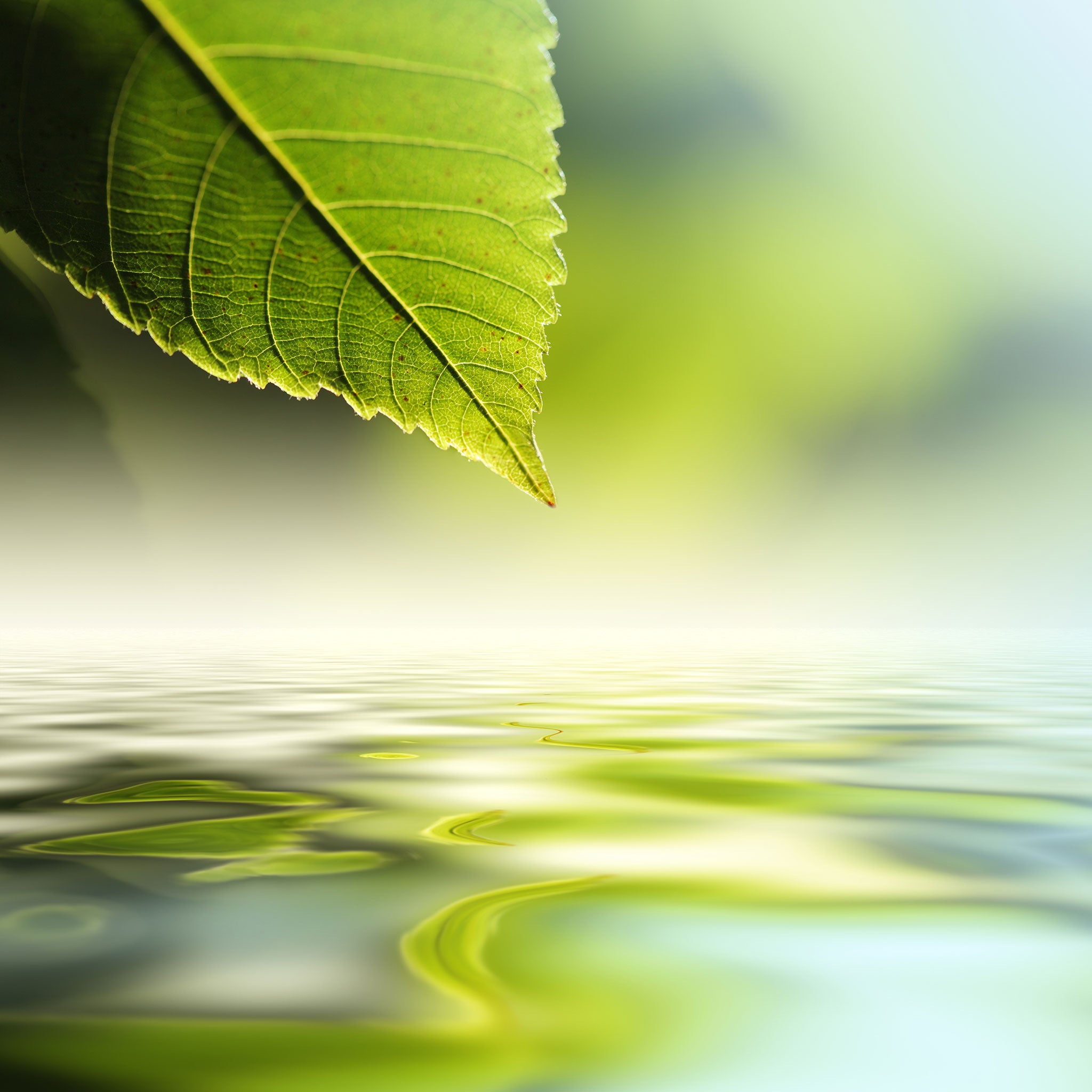 The Grounding Landscape — First Light